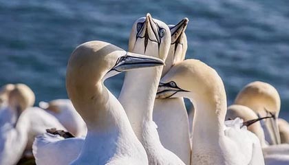 极速赛车-老鹰或拿6号签换霍勒迪 鹈鹕要价太高使交易难产